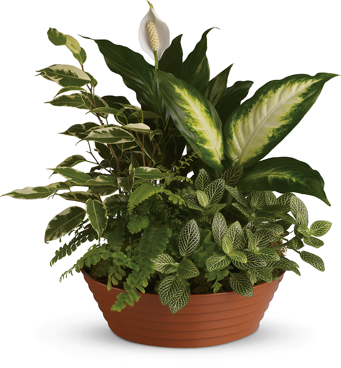 X-Large Dish Garden